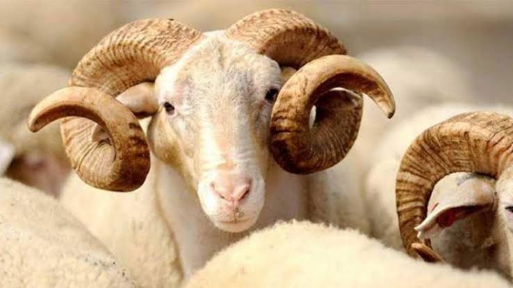 94 ألف اضحية بيعت خلال العيد في عمان