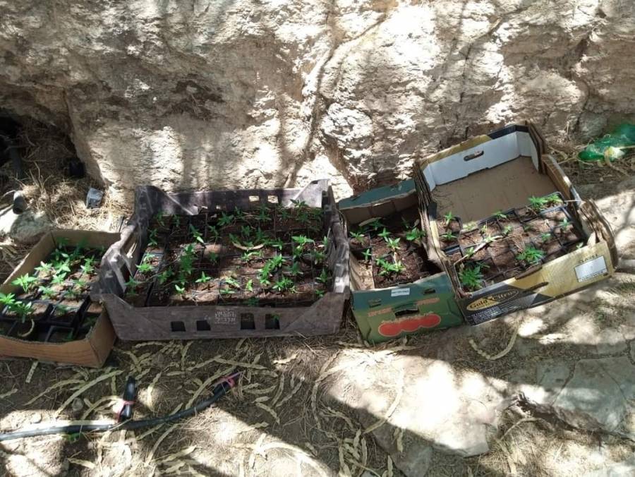 ضبط مشتل للمخدرات في الخليل.. صور