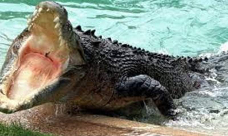 تمساح يهاجم جنديًا أستراليًا....تفاصيل