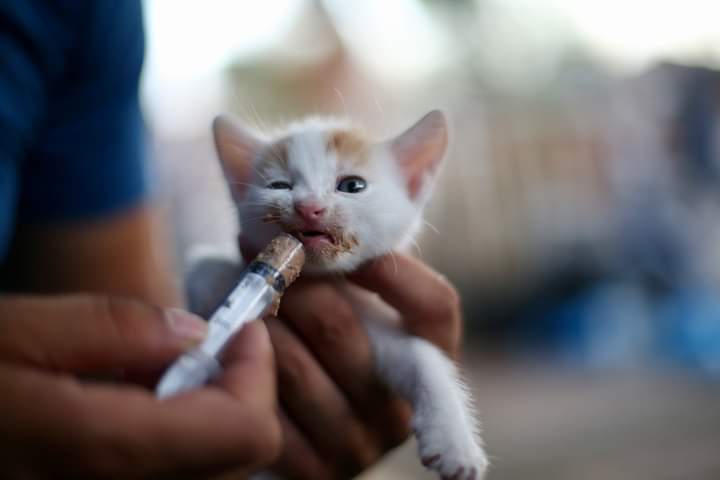 تركيا تفتح مستشفى ميدانيا للحيوانات المصابة في حرائق الغابات