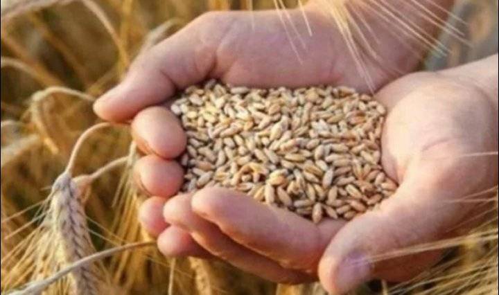 الأردن يطرح مناقصة جديدة لشراء 120 ألف طن من القمح