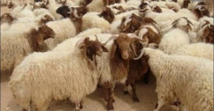 تصدير 364 ألف رأس اغنام من المفرق إلى الخليج