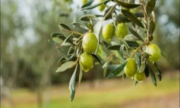 توقع وصول كميات ثمار الزيتون للموسم الحالي إلى 170 ألف طن