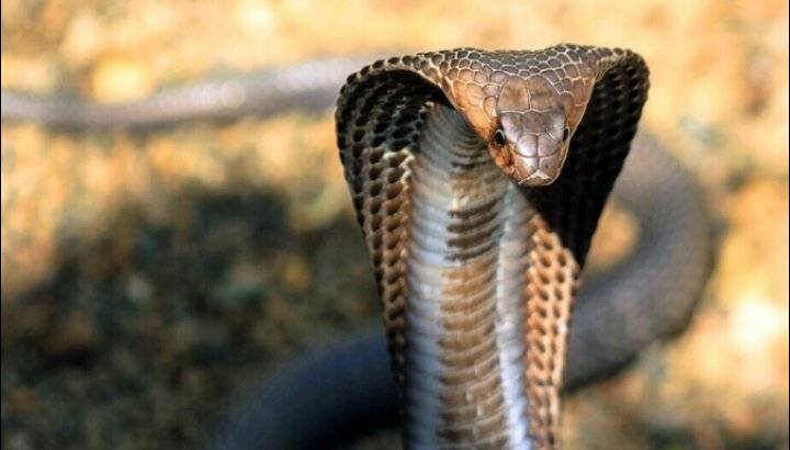 كوبرا تنهي حياة مدربها في عسير بالسعودية
