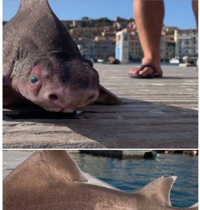 رصد قرش برأس خنزير في البحر المتوسط (صور)