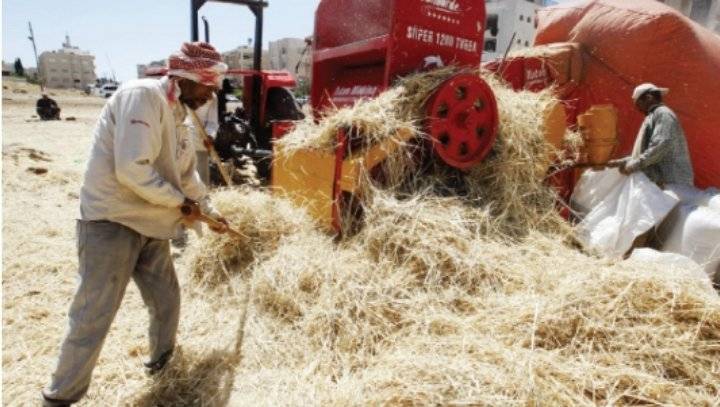 الحكومة تطرح عطاء جديدا لشراء 120 ألف طن قمح