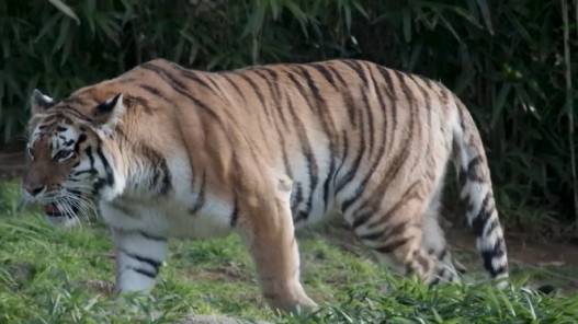 6 أسود و3 نمور مصابة بكورونا في حديقة حيوانات واشنطن