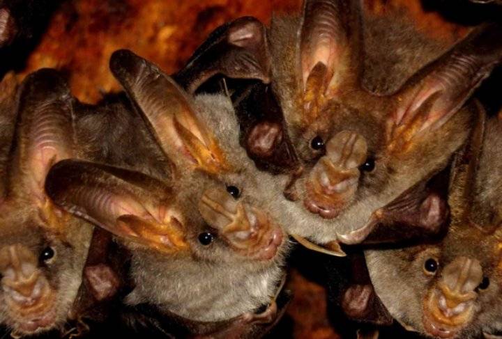 خفافيش لاوس ترشد باحثين إلى منشأ كورونا