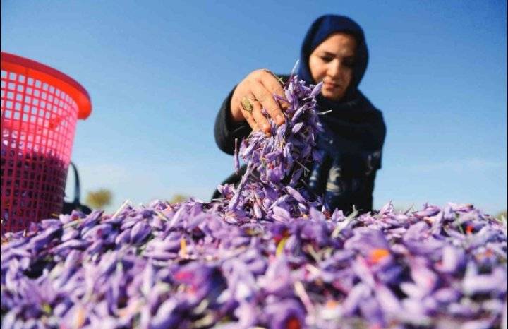 نساء أفغانستان يقاتلن بـ «سلاح الزعفران»