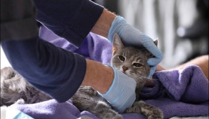 غضب في الصين بعد قتل قطط أليفة مصابة بكوفيد19