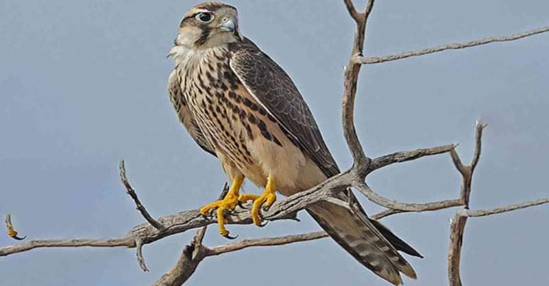 بيع طير جارح  الشاهين الفارسي  في سوريا بأكثر من 51 مليون ليرة