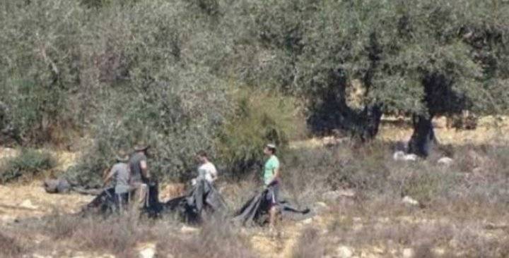 مستوطنون يسرقون ثمار الزيتون جنوب نابلس