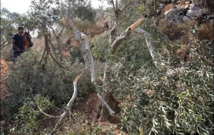 مستوطنون يقتلعون نحو 100 شجرة زيتون شمال غرب الخليل
