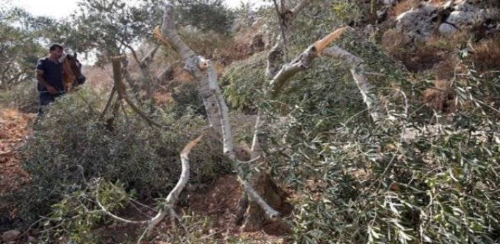 مستوطنون يقتلعون 70 شجرة زيتون جنوب الخليل