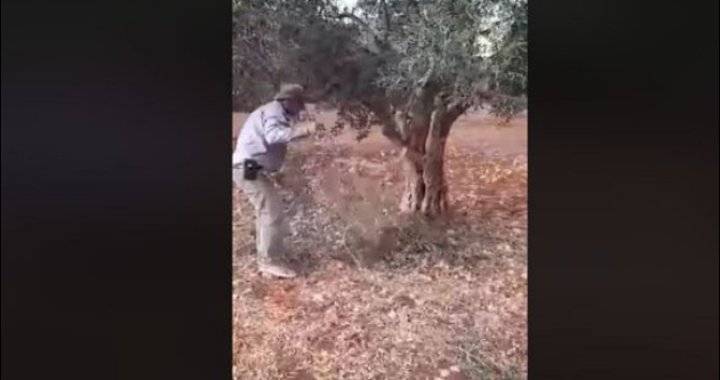 مستوطنون إسرائيليون يقتلعون مئات أشجار الزيتون غرب نابلس