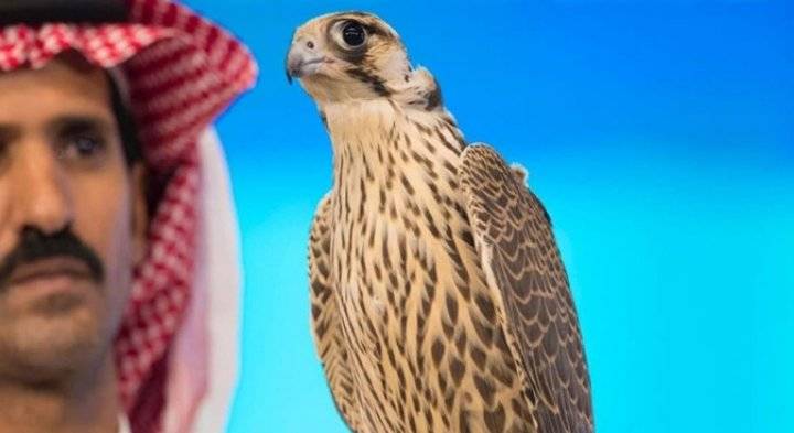 الأغلى على الإطلاق.. سعودي يبيع صقراً بـ405 آلاف ريال.. ليزوج ابنه