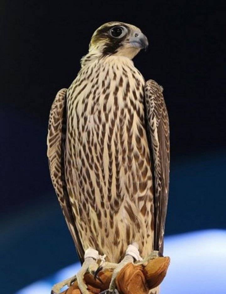 بيع صقر نادر بـ 171 ألفًا في مزاد نادي الصقور السعودي