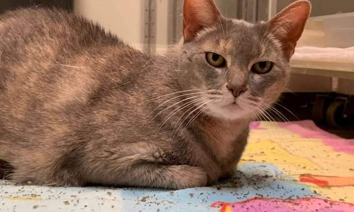 واشنطن أول مدينة في العالم تحصي قططها