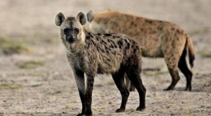 أمريكا.. رصد إصابة حيوان جديد بفيروس كورونا لأول مرة