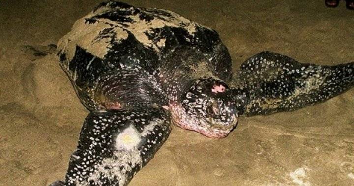 مفاعل فوكوشيما يتسبب في ولادة سلحفاة برأسين بعد مرور 10 سنوات من الكارثة _صورة