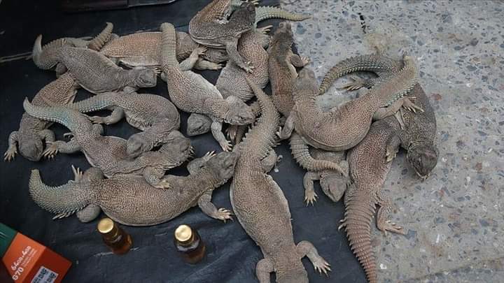 زيت السحالي.. علاج فقراء باكستان رغم مخاطره على الصحة