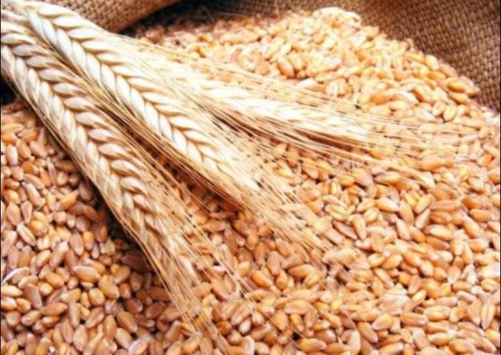 الأردن يطرح مناقصة جديدة لشراء 120 ألف طن من القمح