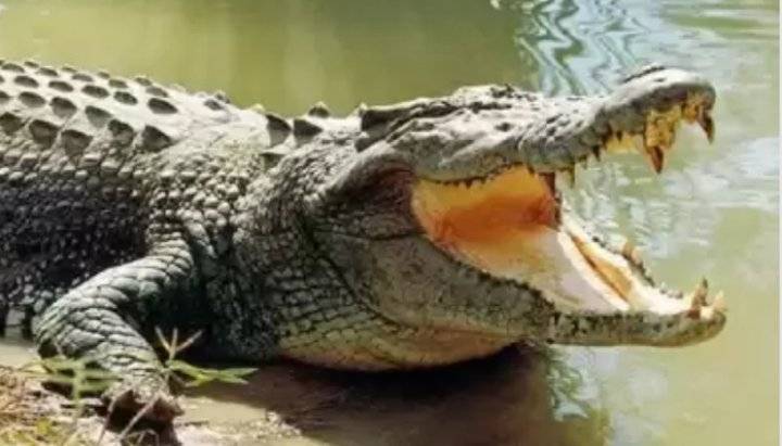 تمساح ينقض على سائح أراد إلتقاط ‘سلفي’ !