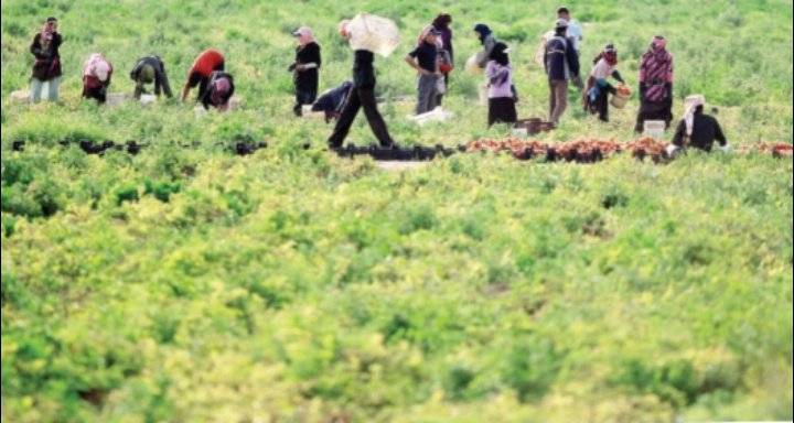 وادي الأردن: 50  تراجع إنتاج الخضراوات وتوقعات بارتفاع أسعارها