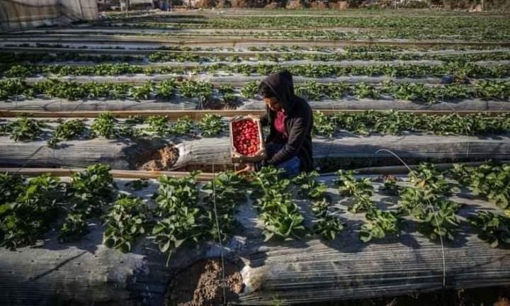 “الذهب الأحمر”.. مزارعو غزة يبدأون جني “الفراولة