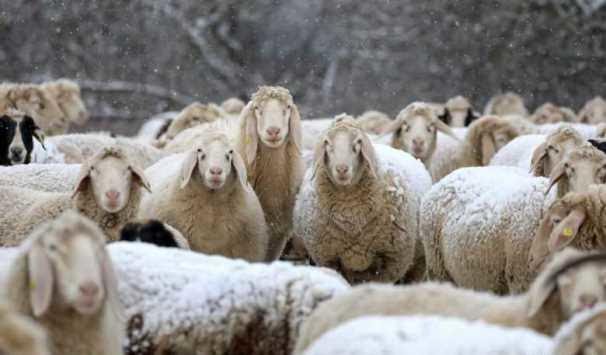 ابو طلال يتوقع بيع الخروف الجورجي في الأردن بـ 6.5 دنانير للكيلو