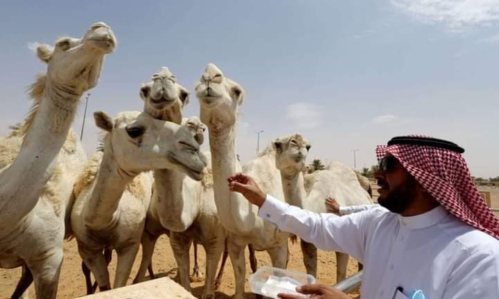 بسبب عمليات التجميل.. السعودية تستبعد “إبلاً” من مسابقة للجِمال