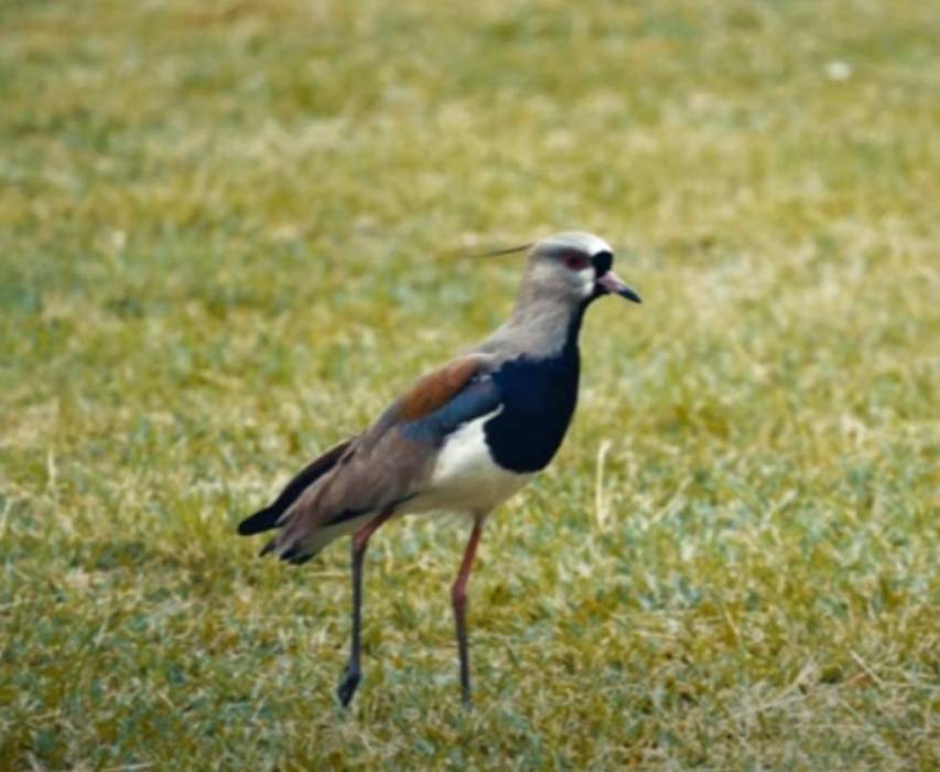 حقيقة طائر النار المتهم بالتسبّب في حرائق الغابات في أستراليا... فيديو