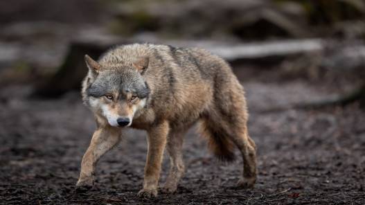 إغلاق حديقة حيوانات فرنسية بعد هروب ذئاب خلال ساعات الزيارة