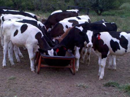 الكويت تحظر استيراد الأبقار من بريطانيا