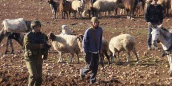 مستوطنون يعتدون على ممتلكات الفلسطينيين في الضفة الغربية