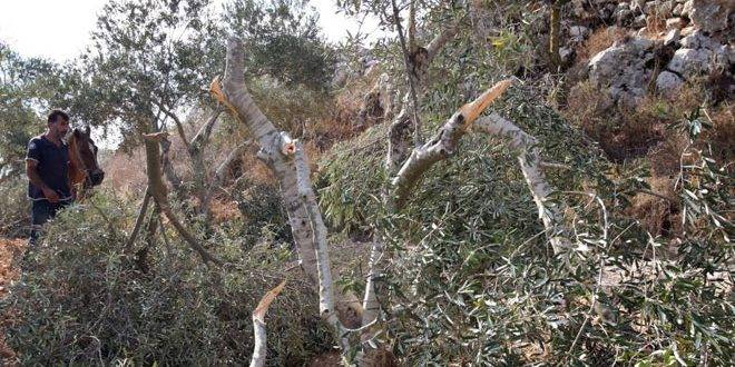 مستوطنون إسرائيليون يقتلعون عشرات أشجار الزيتون غرب سلفيت