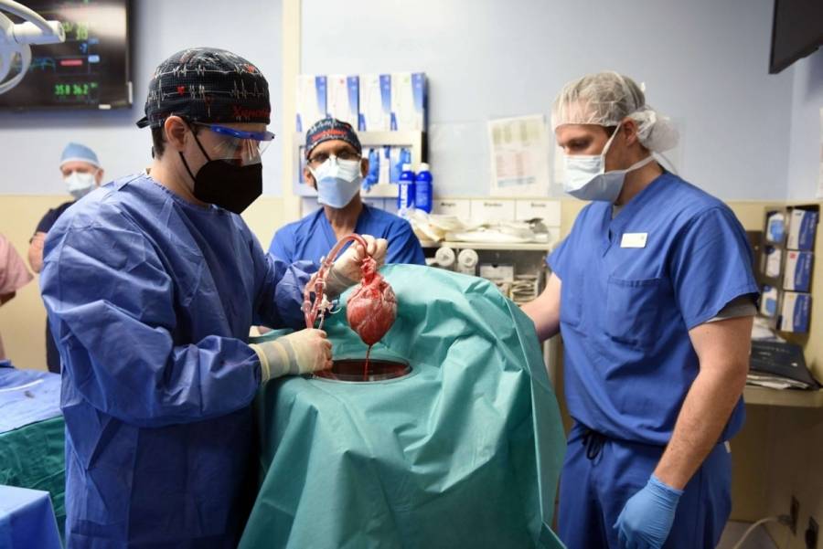 نجاح أول عملية زراعة قلب خنزير في جسم إنسان