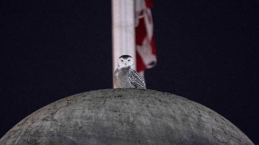 هواة مراقبة الطيور في واشنطن استمتعوا بمشاهدة بومة ثلجية وصلت من القطب الشمالي