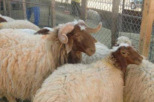 روسيا تحظر استيراد الحيوانات الحية والماشية من الأردن