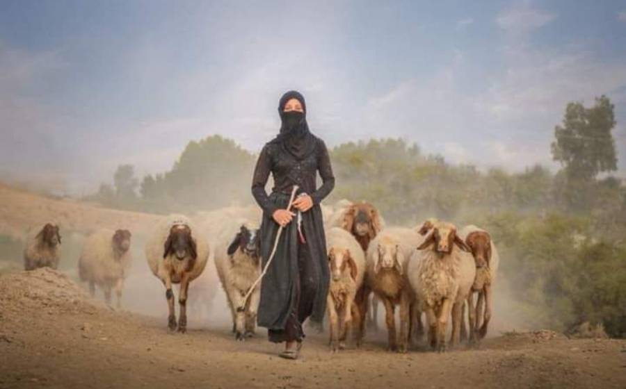العجارمة يكتب سالفة... من سواليف البادية