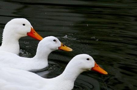 إعدام 3 ملايين طائر في فرنسا