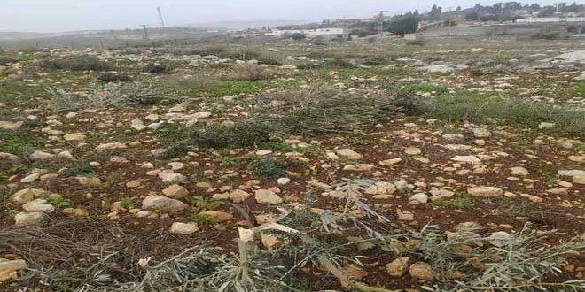 مستوطنون اسرائيليون يقتلعون عشرات الأشجار في سلفيت