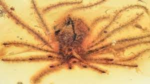 الصين: اكتشاف أحافير ازهار في كهرمان يعود تاريخها الى 100 مليون سنة