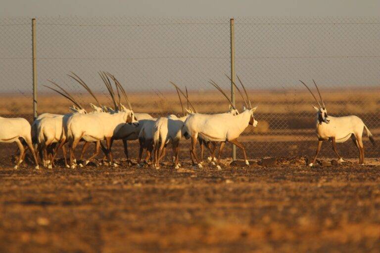 “الشومري” تستقبل من الإمارات 60 رأسا من المها