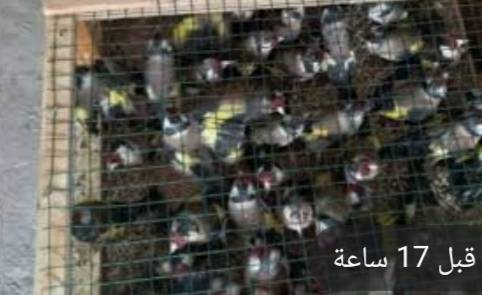 تونس: إحباط محاولة تهريب 420 طائر حسون