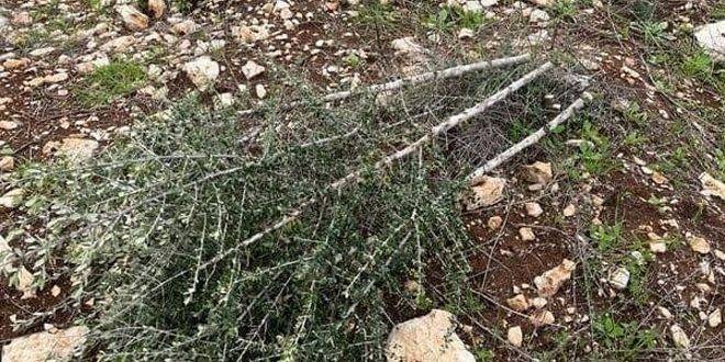 مستوطنون يقتلعون 190 شجرة زيتون غرب سلفيت