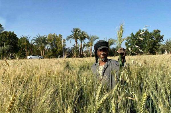 مسؤول مصري يكشف حقيقة العثور على قمح فرعوني