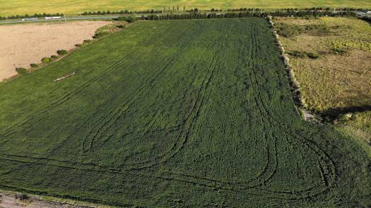 الأرجنتين تعلق صادرات الصويا في ظل ارتفاع الأسعار