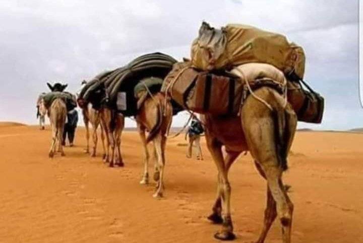 الذود من هدرة الفحل !!!
