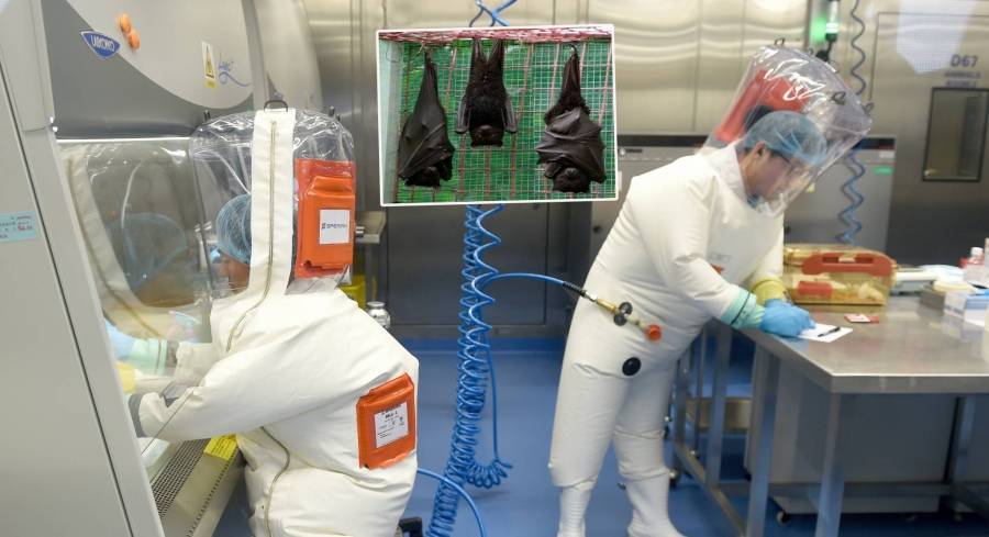 الدفاع الروسية: خاركوف شهدت دراسات حول نقل الأمراض إلى البشر عن طريق الخفافيش